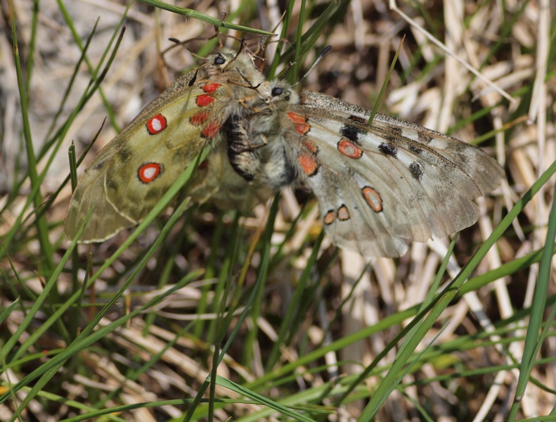 Parnassius apollo